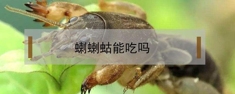 蝲蝲蛄能吃吗(野生蝲蝲蛄能吃吗)