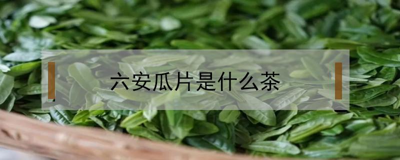 六安瓜片是什么茶（六安瓜片是什么茶多少钱一斤）