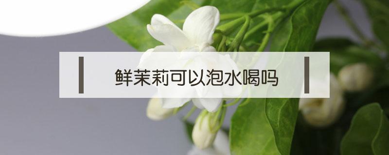 鲜茉莉可以泡水喝吗（新鲜茉莉可以泡茶喝吗）