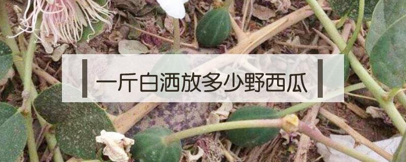 一斤白洒放多少野西瓜(泡野西瓜用多少度洒)