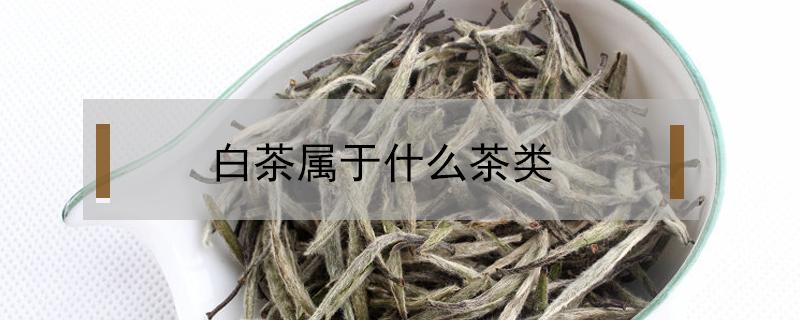 白茶属于什么茶类（福鼎白茶属于什么茶类）