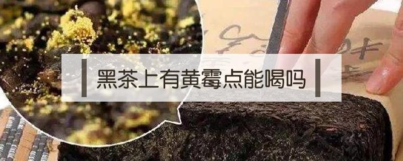 黑茶上有黄霉点能喝吗（黑茶上面有黄霉斑还能喝么）