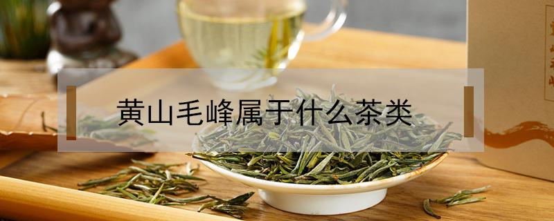 黄山毛峰属于什么茶类（黄山毛峰属于什么茶类?能存放吗）