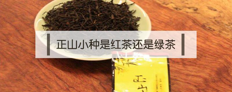 正山小种是红茶还是绿茶 正山小种是红茶还是绿茶,适合女性喝吗