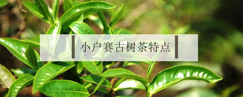 小户赛古树茶特点 小户赛古树秋茶口感