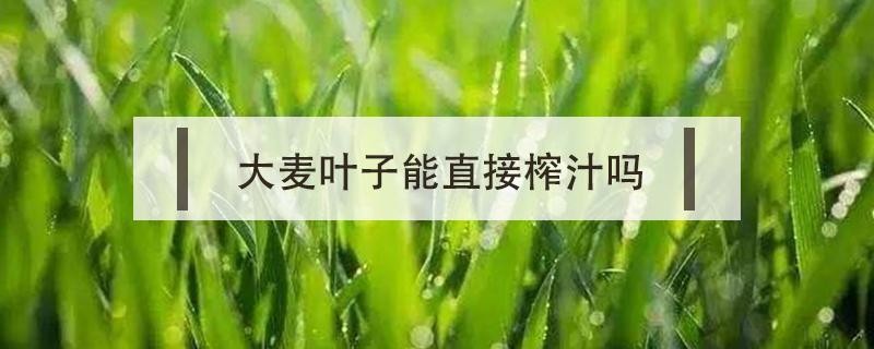 大麦叶子能直接榨汁吗 大麦汁怎么榨