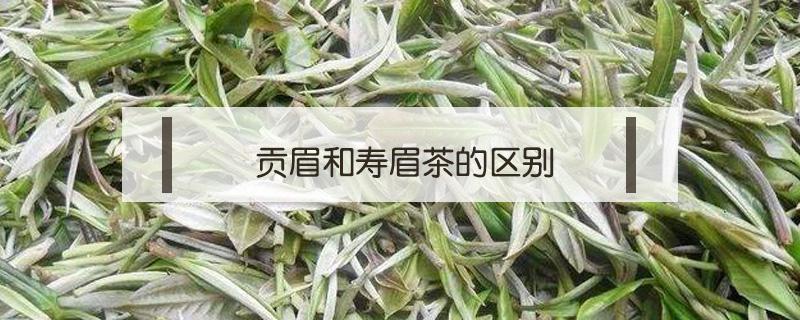 贡眉和寿眉茶的区别（贡眉和寿眉是一种茶吗）