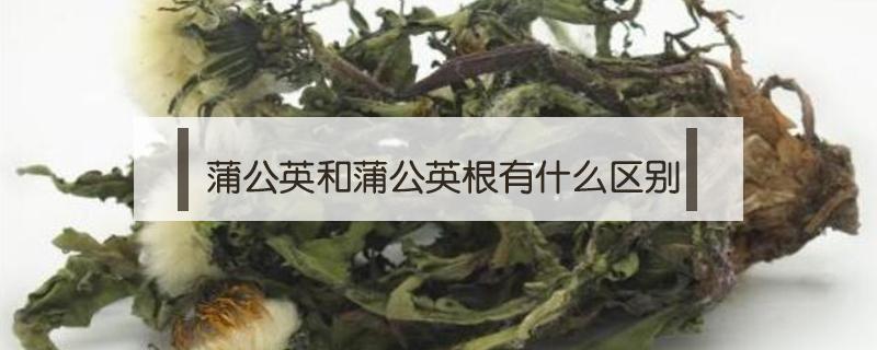 蒲公英和蒲公英根有什么区别