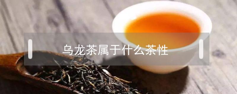 乌龙茶属于什么茶性