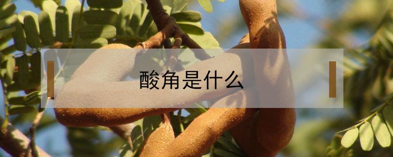 酸角是什么（东北酸角是什么）