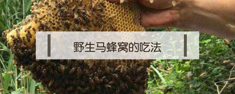 野生马蜂窝的吃法 野生马蜂巢可以直接吃吗