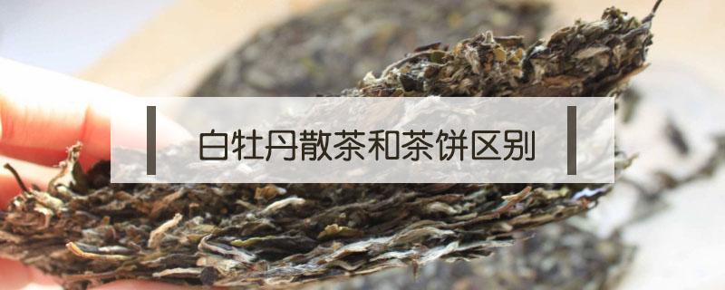 白牡丹散茶和茶饼区别 白茶白牡丹散茶好还是饼茶好