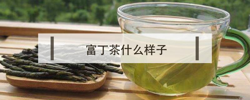 富丁茶什么样子（苦丁茶什么样子）