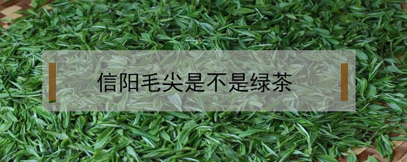 信阳毛尖是不是绿茶 信阳毛尖是绿茶还是白茶