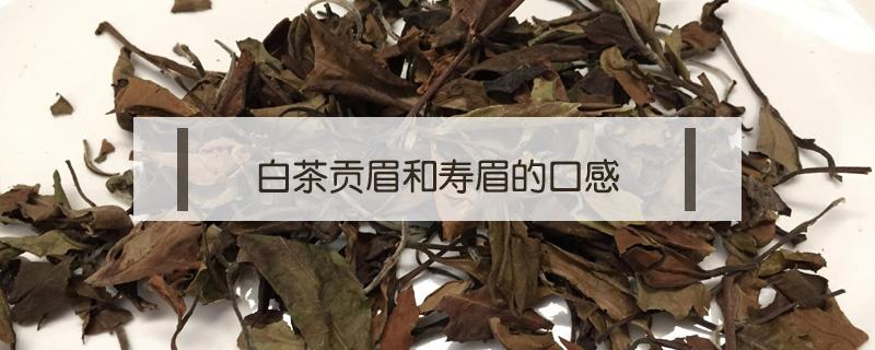 白茶贡眉和寿眉的口感 老白茶属于贡眉还是寿眉
