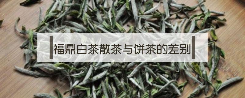 福鼎白茶散茶与饼茶的差别 福鼎白茶饼与白茶有啥区别