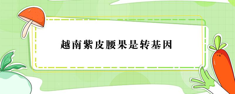 越南紫皮腰果是转基因 紫皮腰果是转基因食品吗