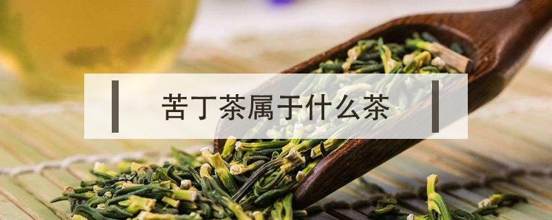 苦丁茶属于什么茶