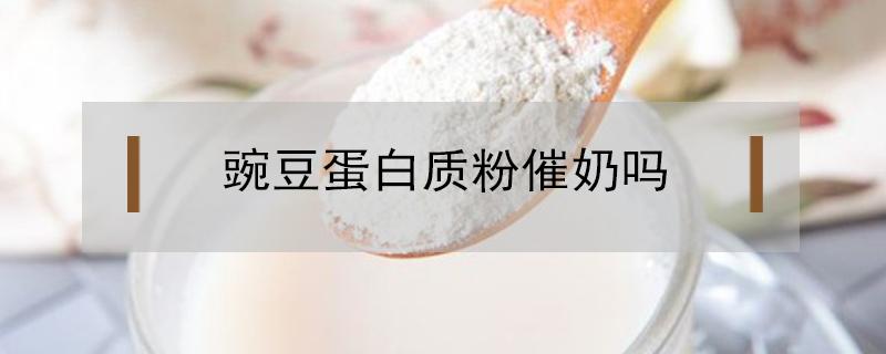 豌豆蛋白质粉催奶吗（豌豆粉蛋白催乳吗）