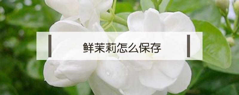 鲜茉莉怎么保存（茉莉花如何保鲜）