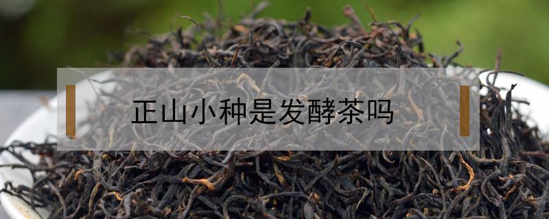 正山小种是发酵茶吗 正山小种是好茶吗?