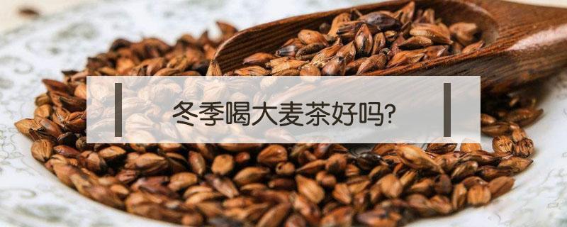 冬季喝大麦茶好吗?（冬季喝大麦茶好不好）