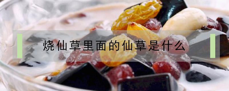 烧仙草里面的仙草是什么（烧仙草里的烧仙草是什么）