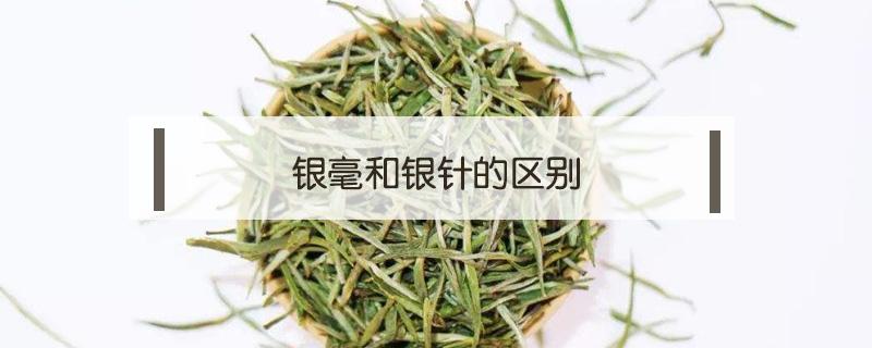 银毫和银针的区别 银针和白毫银针的区别