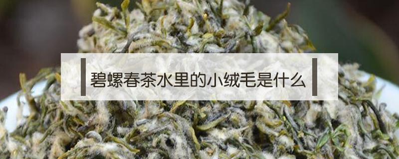 碧螺春茶水里的小绒毛是什么