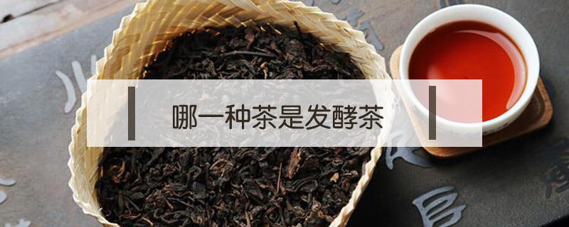 哪一种茶是发酵茶 哪一类茶是发酵的茶