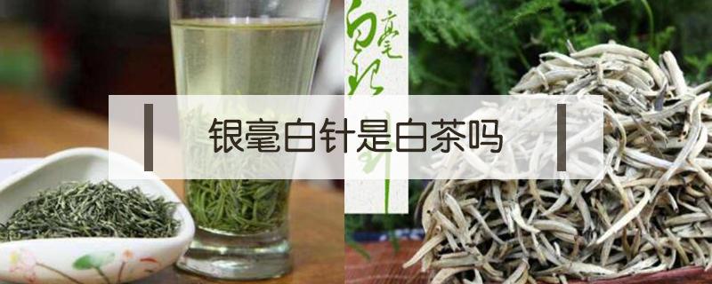 毛尖和白针银毫是一种茶吗 白茶白毫银针茶的特点