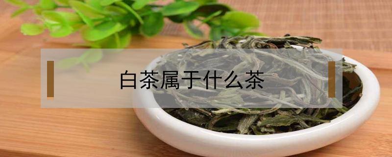 白茶属于什么茶（白茶属于什么茶凉性吗）