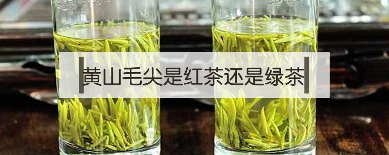 黄山毛尖是红茶还是绿茶（黄山毛尖是红茶吗）