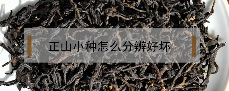 正山小种怎么分辨好坏 正山小种辨别好坏