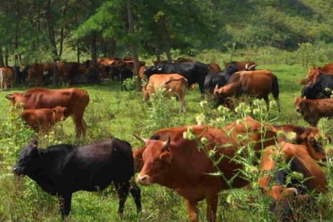 现在养牛挣钱吗?养十头牛需要投资多少?