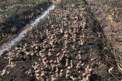 种植松茸一亩多少成本,市场价格多少,种植松茸和野生松茸区别