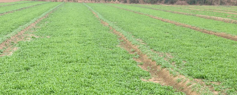 荠菜种植亩产量多少斤（荠菜亩产多少斤多少钱斤）