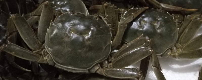 大闸蟹急冻冻死了还能吃吗 大闸蟹冷冻冻死了还能吃吗