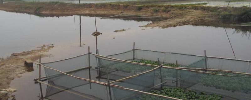 花泥鳅养殖技术 泥鳅水花苗养殖技术