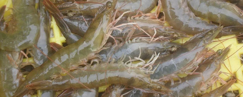 对虾养殖成本利润（对虾养殖成本多少）