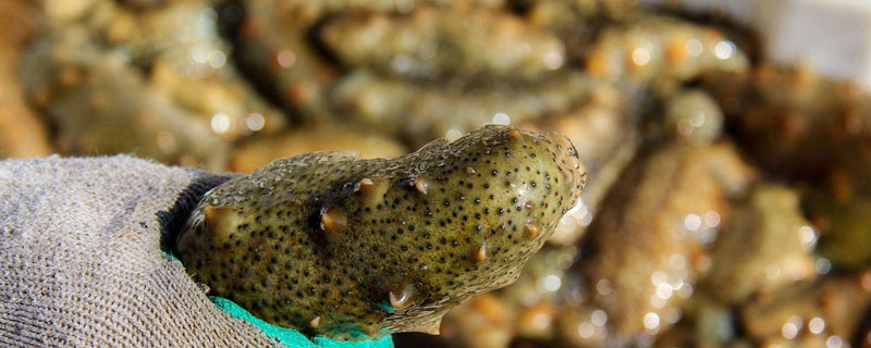 海参好养吗(海参好养吗?)