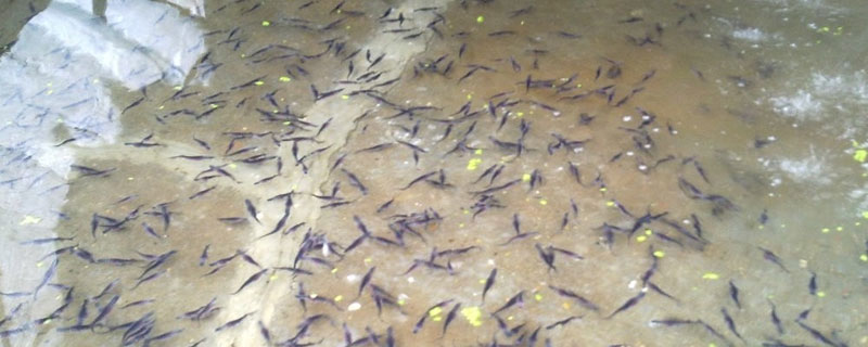 鸭嘴鱼苗哪里有卖 哪里有鸭嘴鱼苗买