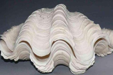 砗磲值钱吗,砗磲是什么材质,有什么功效作用