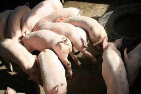 2020年养猪挣钱吗,附行情预测