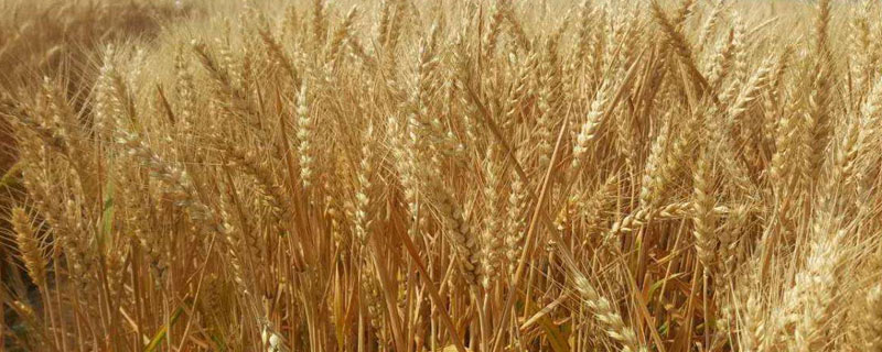 秋天麦子成熟的季节（麦子成熟是秋天吗）