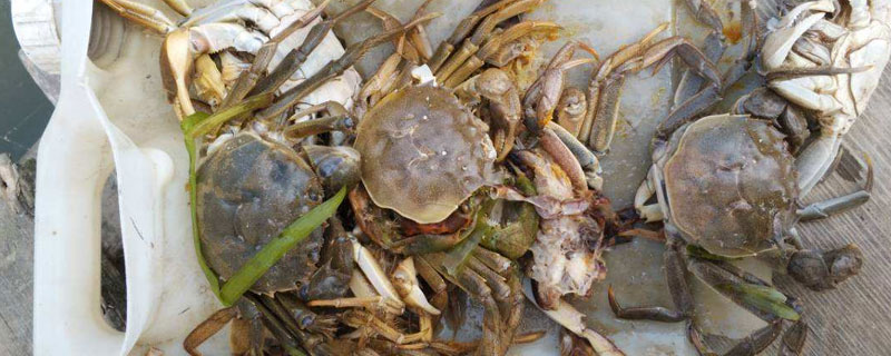 养河蟹的基本知识 室内养河蟹的基本知识