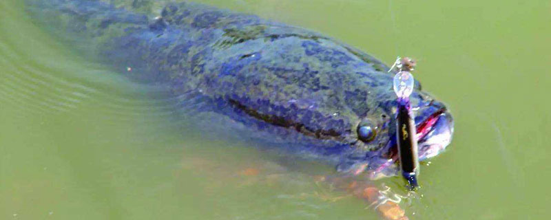 黑鱼的养殖周期 黑鱼生长周期多长时间