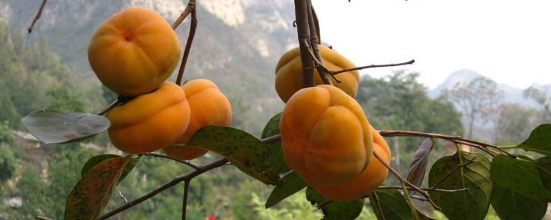 硬柿子皮能吃吗（吃柿子的12个禁忌）