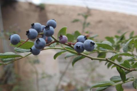 大棚蓝莓种植挣钱吗,附大棚蓝莓种植技术和管理