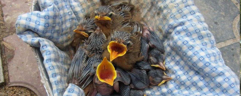 画眉幼鸟怎么养 画眉幼鸟怎么养视频